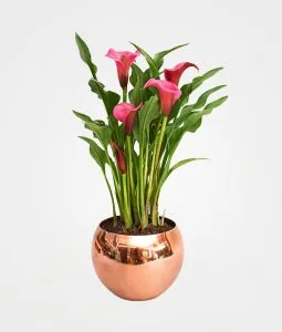 Calla o cartucho en matera metálica