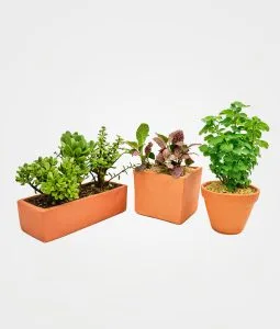 Combo #12 Trio de plantas para la prosperidad y abundancia