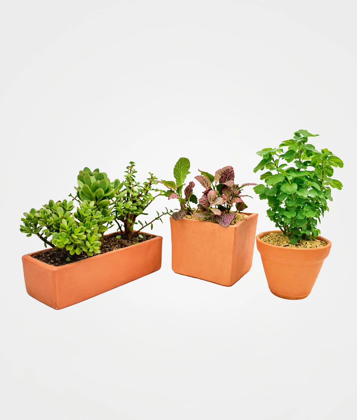 Combo #12 Trio de plantas para la prosperidad y abundancia