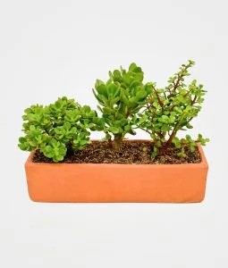 Combo #9 - Trio de Jades: plantas para la riqueza en el Feng Shui