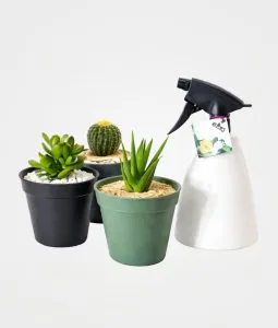 Combo de Plantas Energía Natural