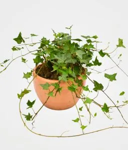 Hiedra: planta purificadora de aire