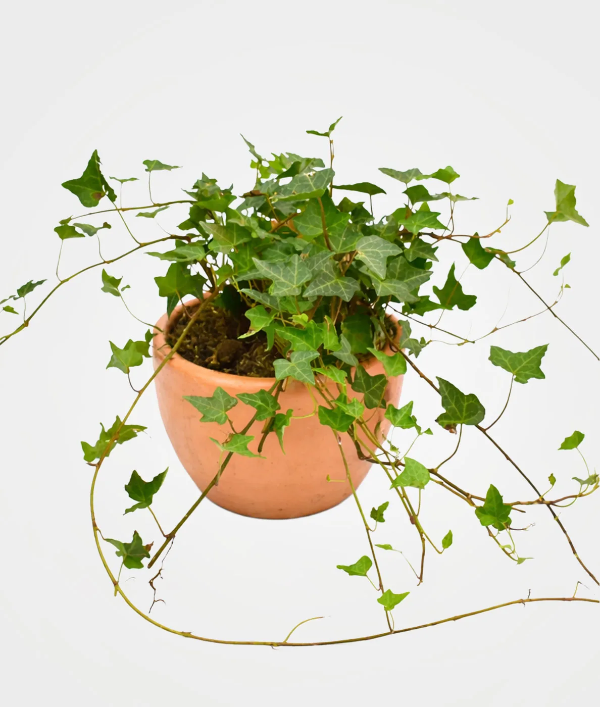 Hiedra: planta purificadora de aire
