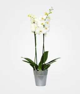 Orquídea blanca de 2 varas