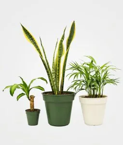 Combo #6 - Plantas de Bienestar y Purificación