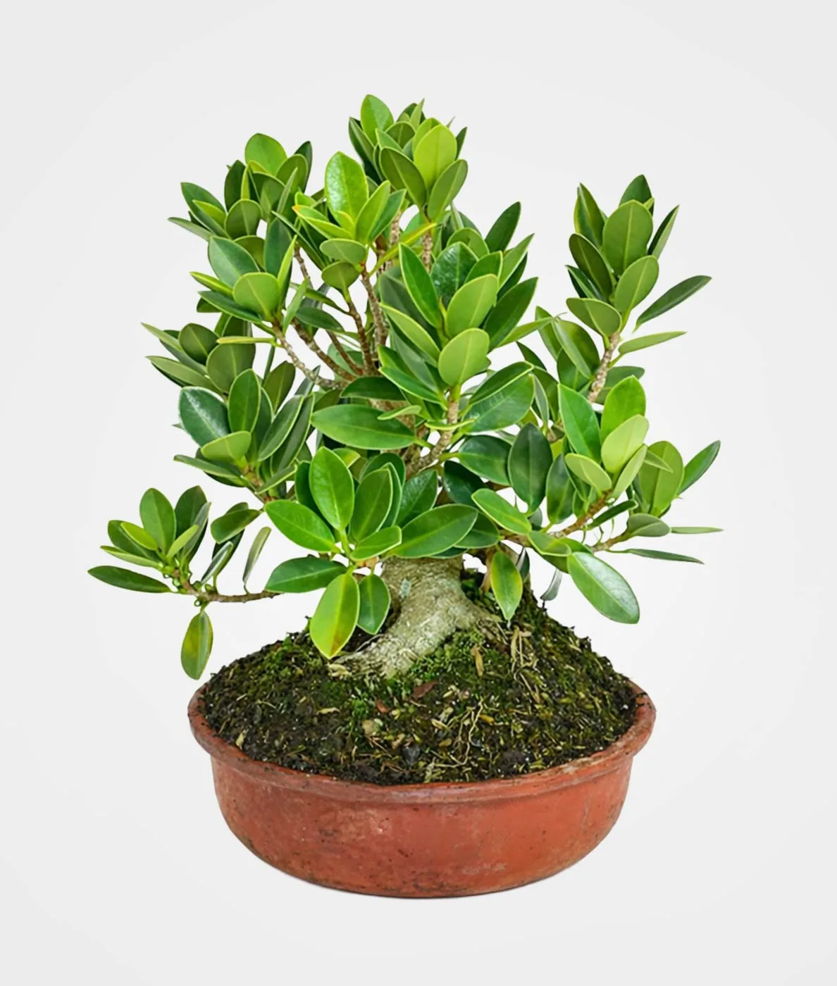 Bonsai Ficus Retusa 3 años: Equilibrio Natural