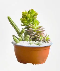 Mini jardín de cactus y suculentas