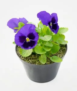 Planta Pensamiento