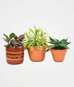 Combo #8 plantas de abundancia, bienestar y purificación