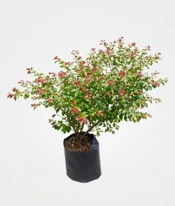 Eugenia 0.70 mts