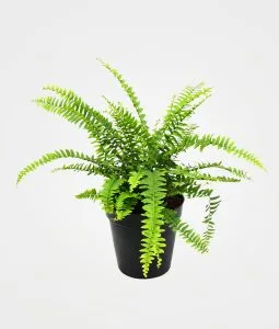 Helecho Boston: planta purificadora de aire