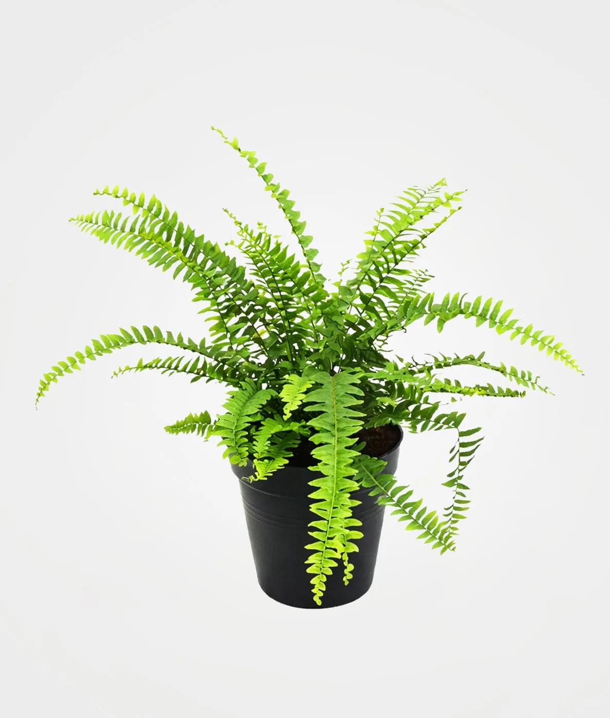 Helecho Boston: planta purificadora de aire