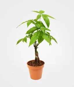 Pachira aquatica: arbol del dinero