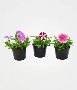 Petunia x 3