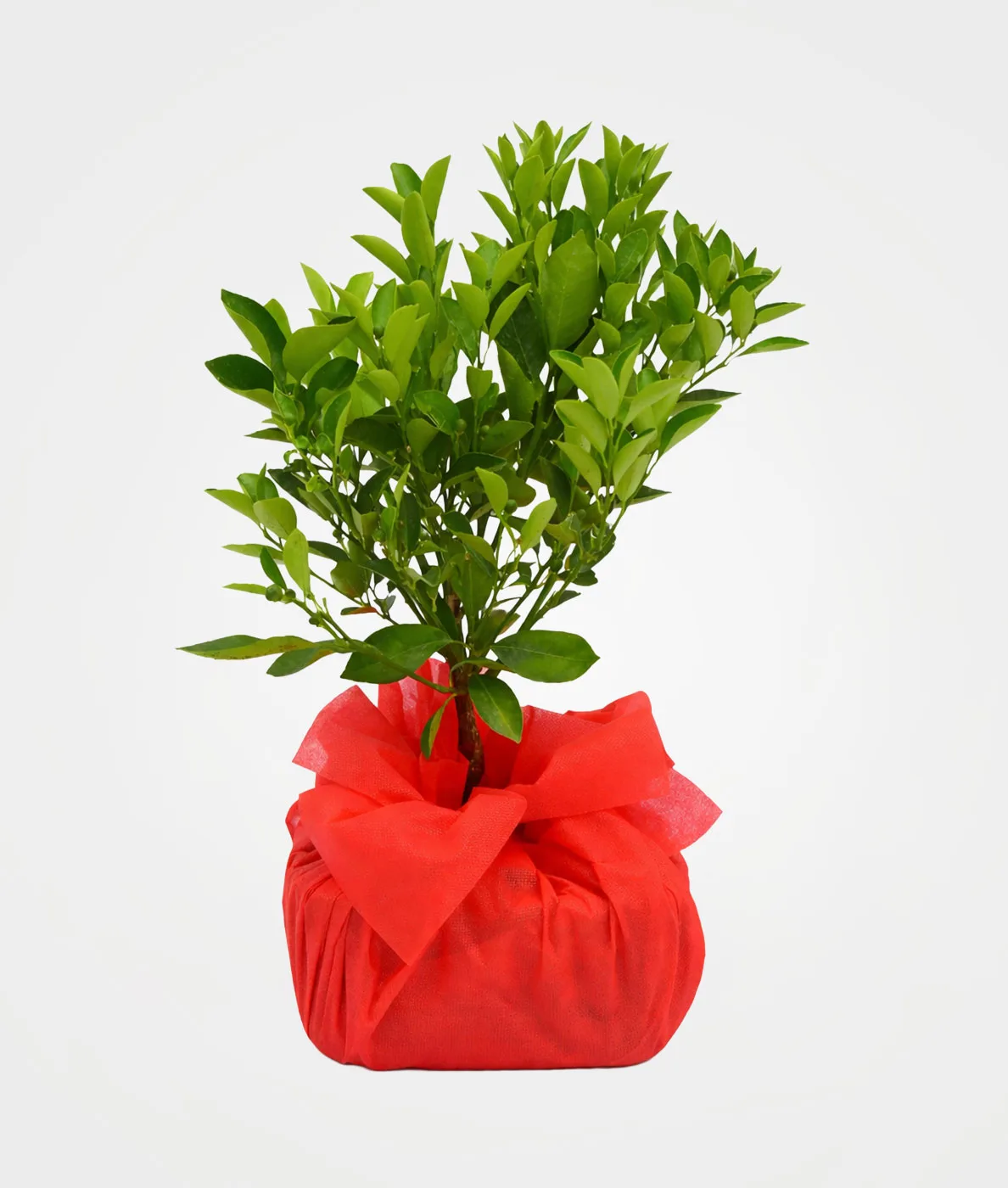 Bonsai naranjo 5 anÆ’os