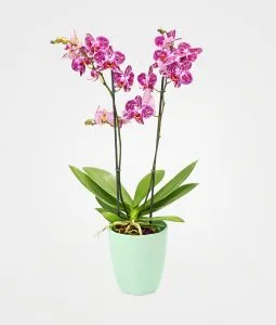 Orquídea Phalaenopsis 2 varas matera plástica