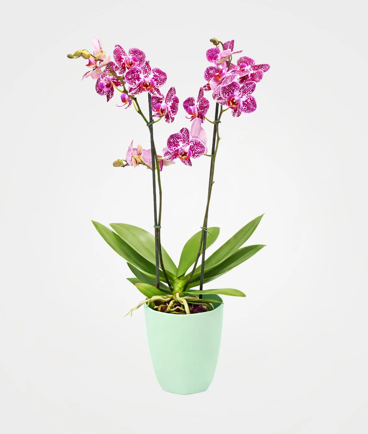 Orquídea Phalaenopsis 2 varas matera plástica