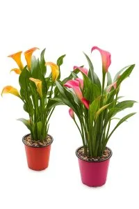 Calla, planta de Abundancia y Prosperidad