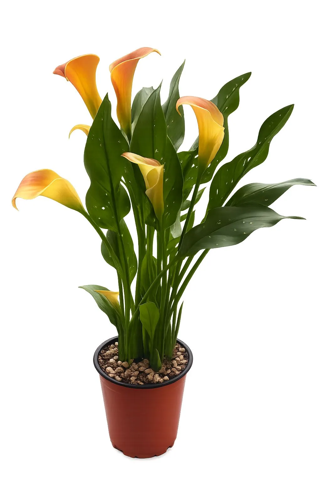Calla, planta de Abundancia y Prosperidad