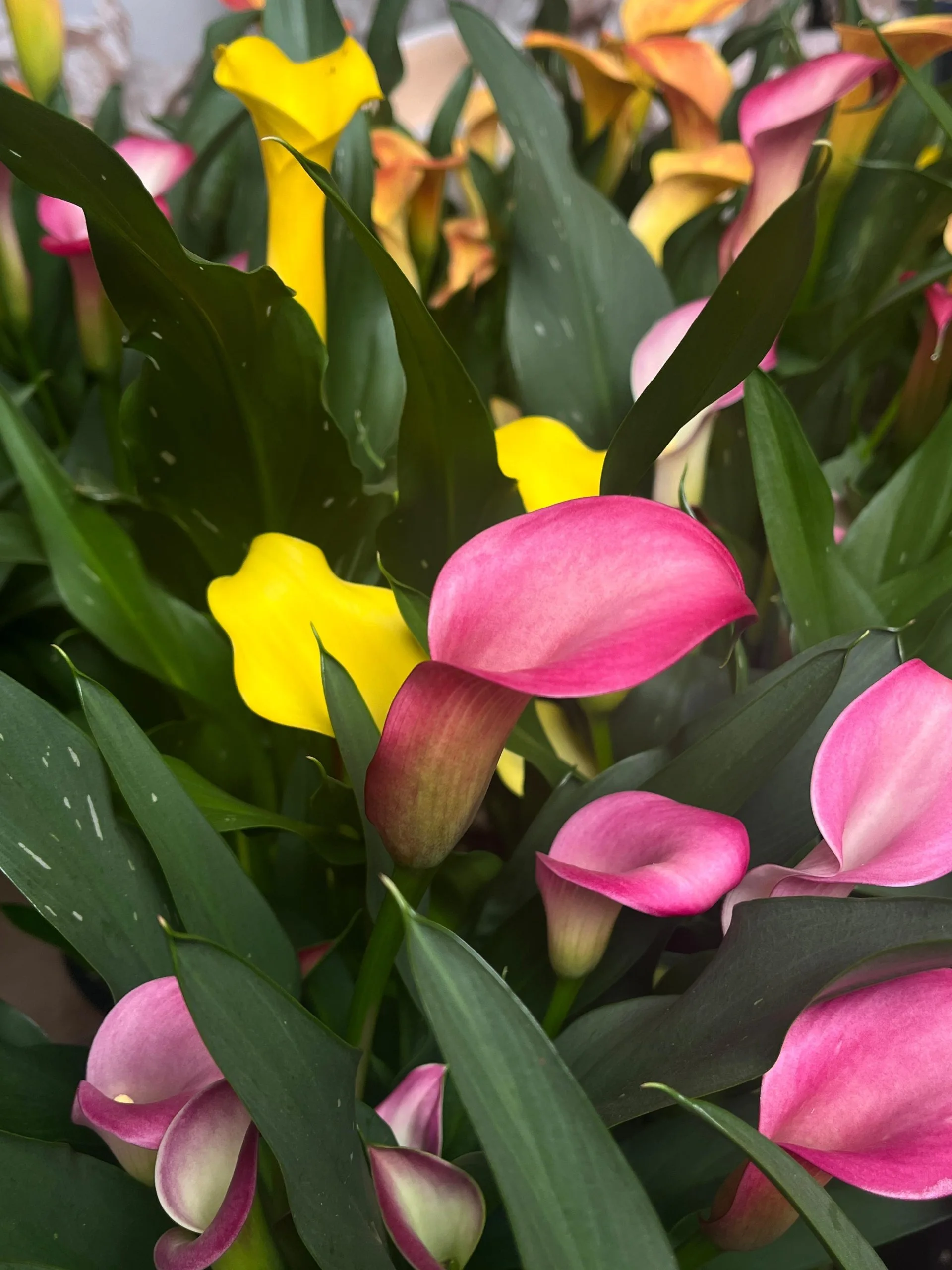 Calla, planta de Abundancia y Prosperidad