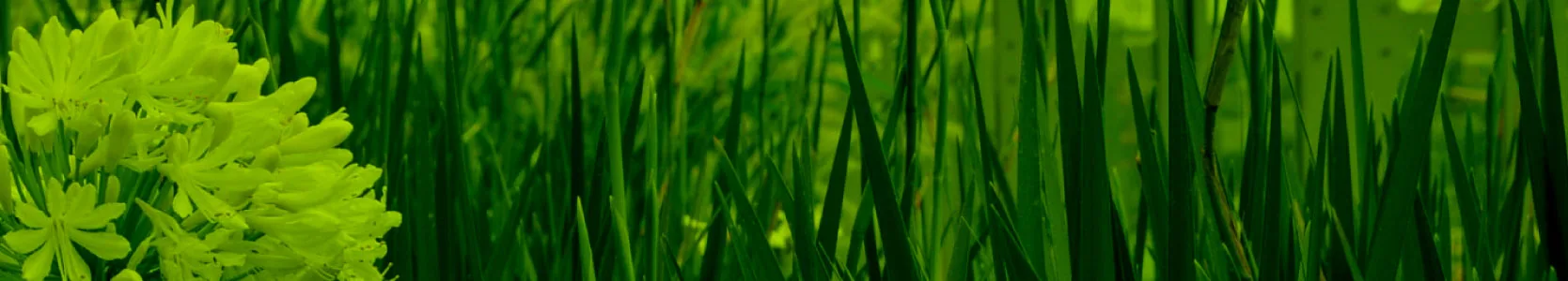 Nuestros Servicios - Jardineros SAS