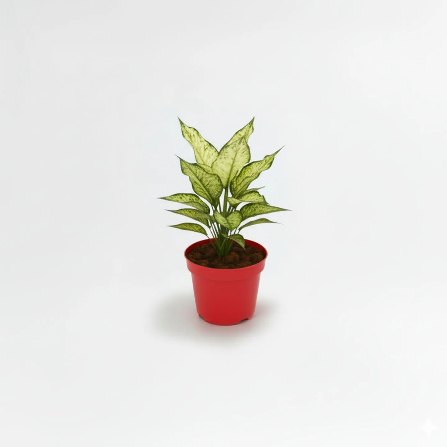 Aglaonema Blanca Nieves