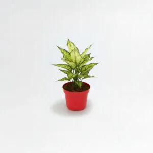 Aglaonema Blanca Nieves