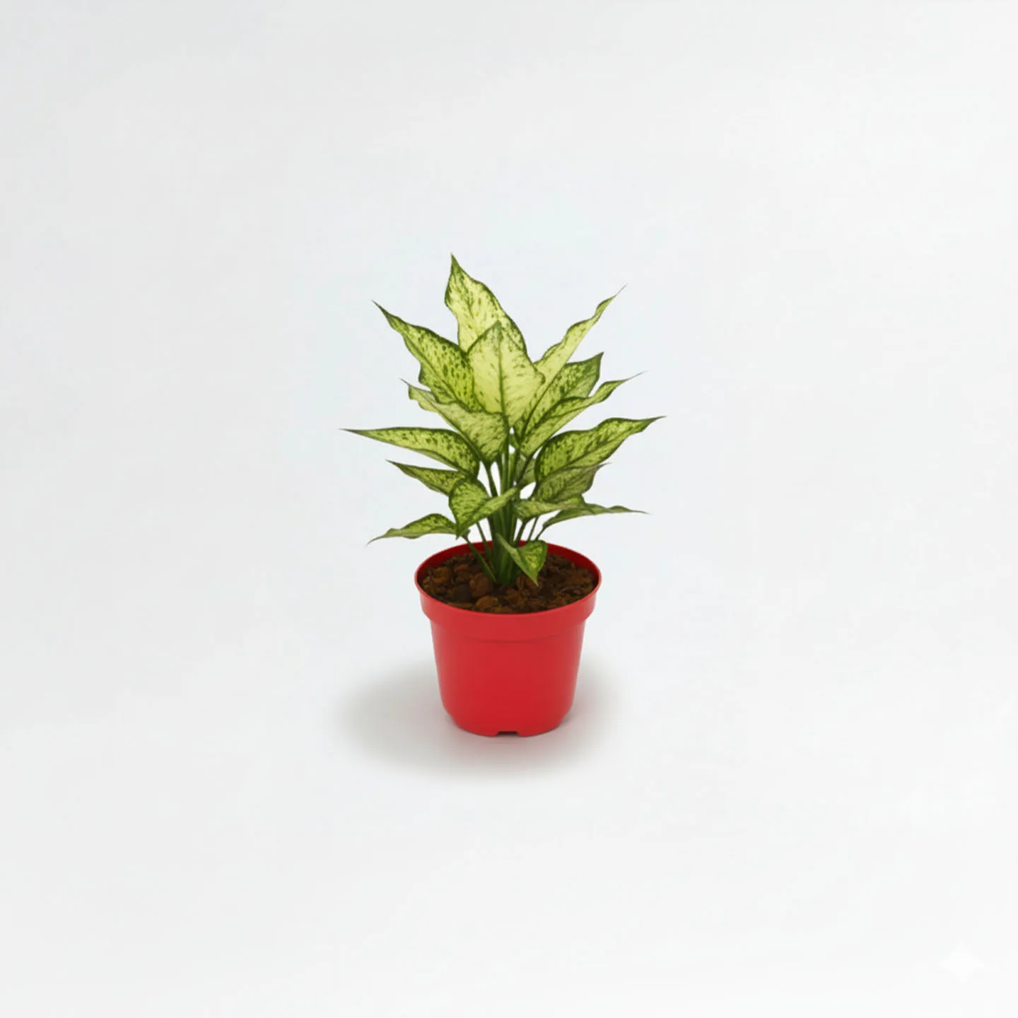 Aglaonema Blanca Nieves