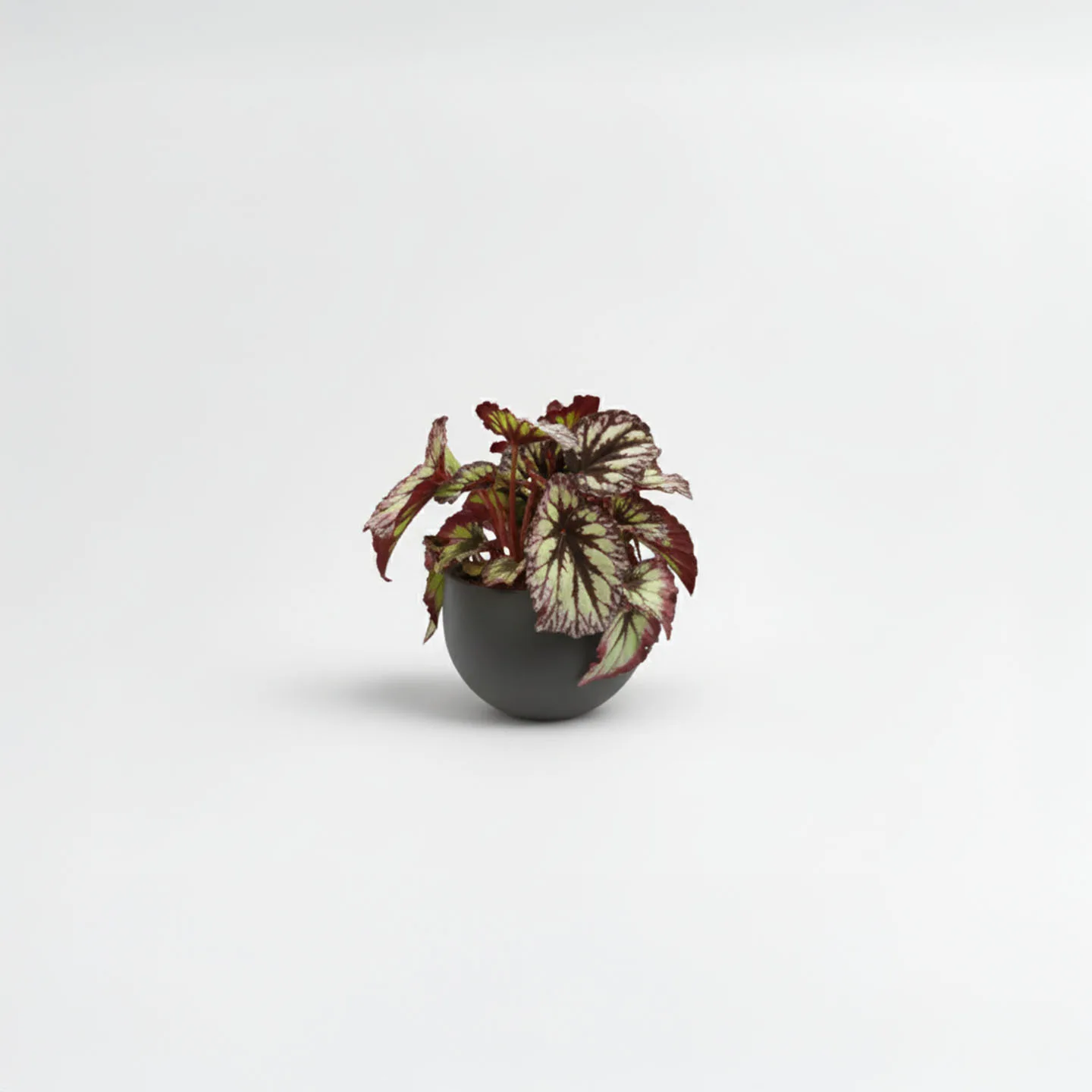 Begonia Rex matera esférica