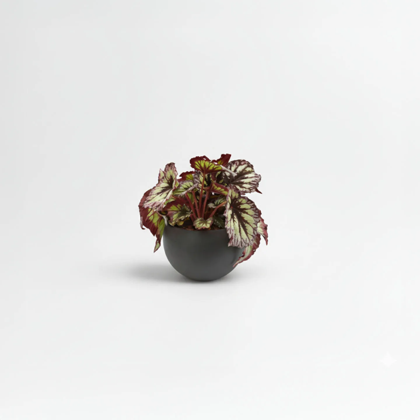 Begonia Rex matera esférica