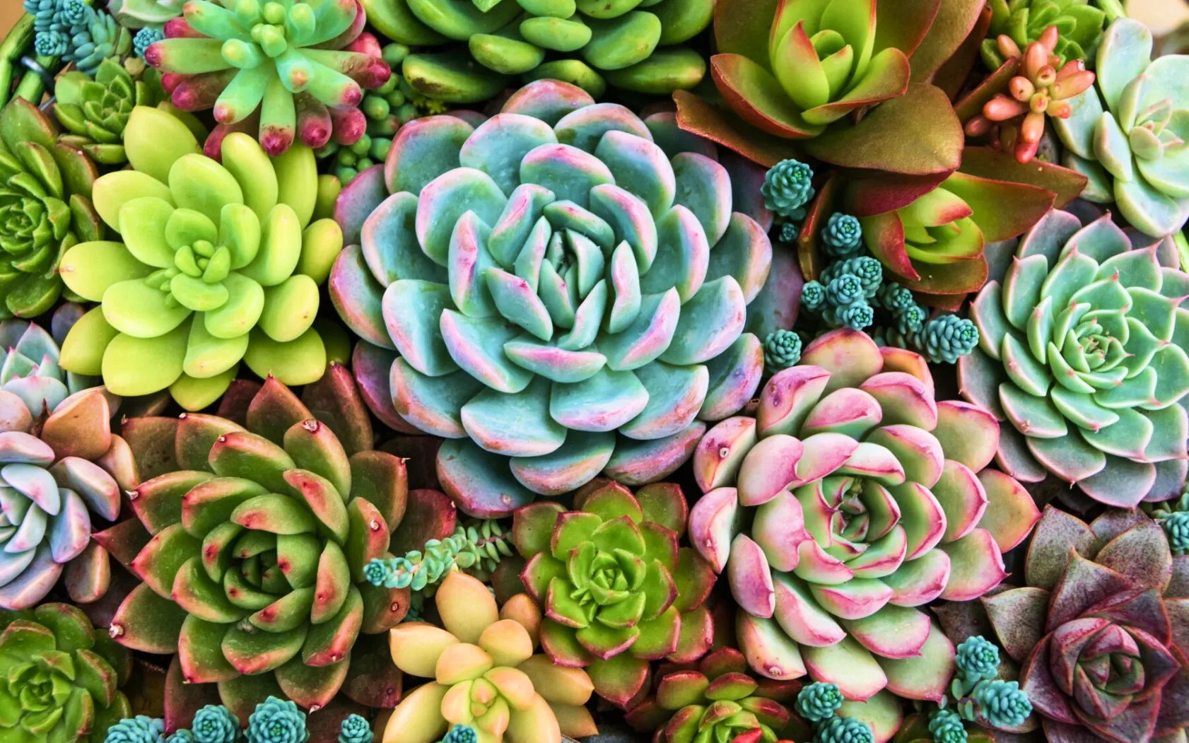 Centro de jardinería y vivero Jardineros SAS