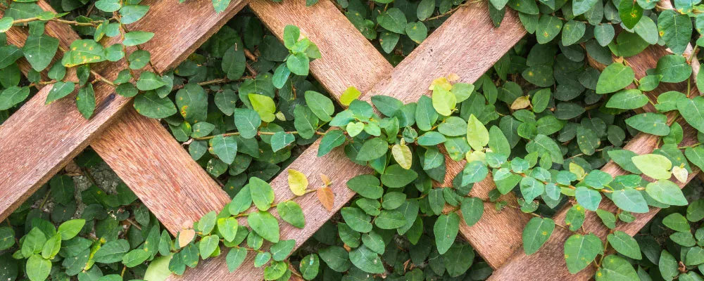 Muro Verde Fachada