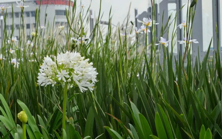 Mantenimiento de Jardines
