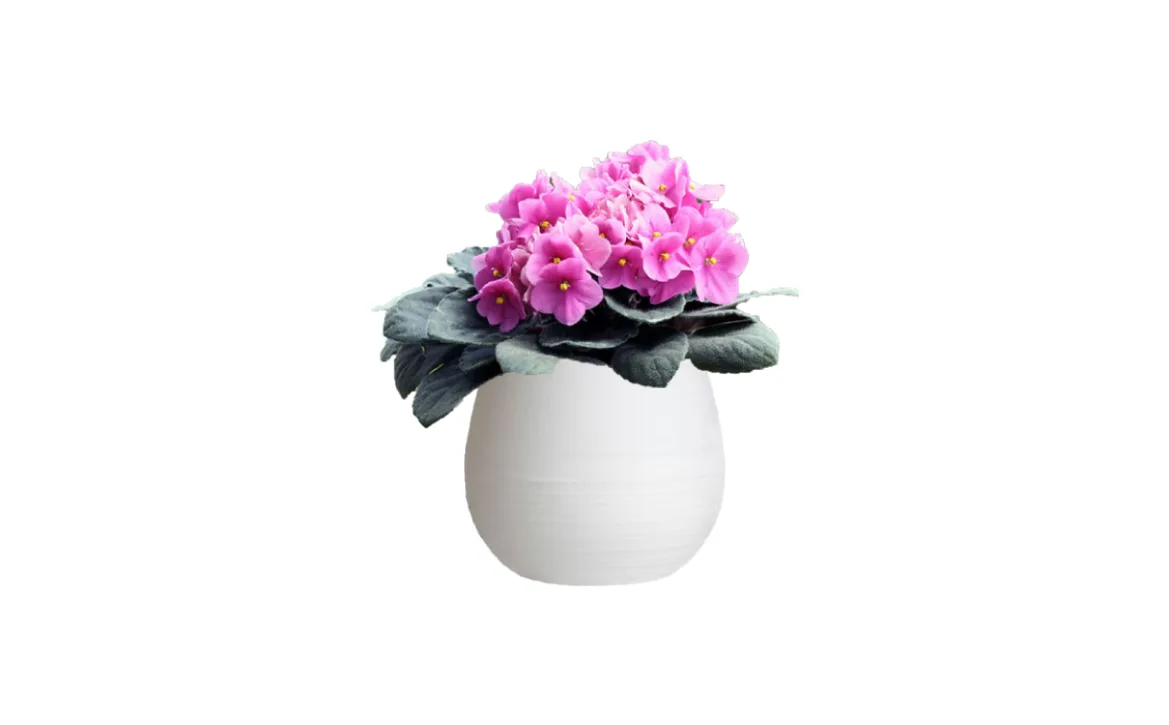 Guía de Plantas de Interior