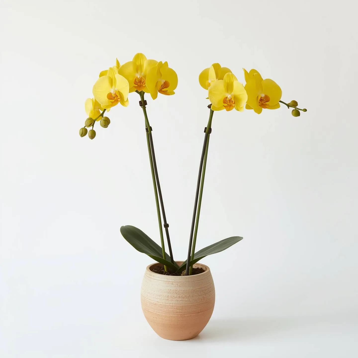 Orquídea Amarilla
