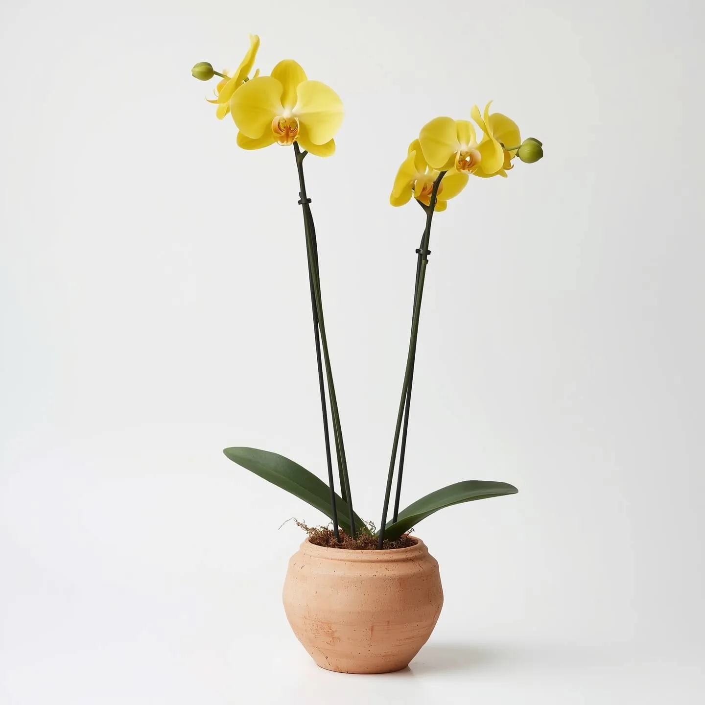 Orquídea Amarilla