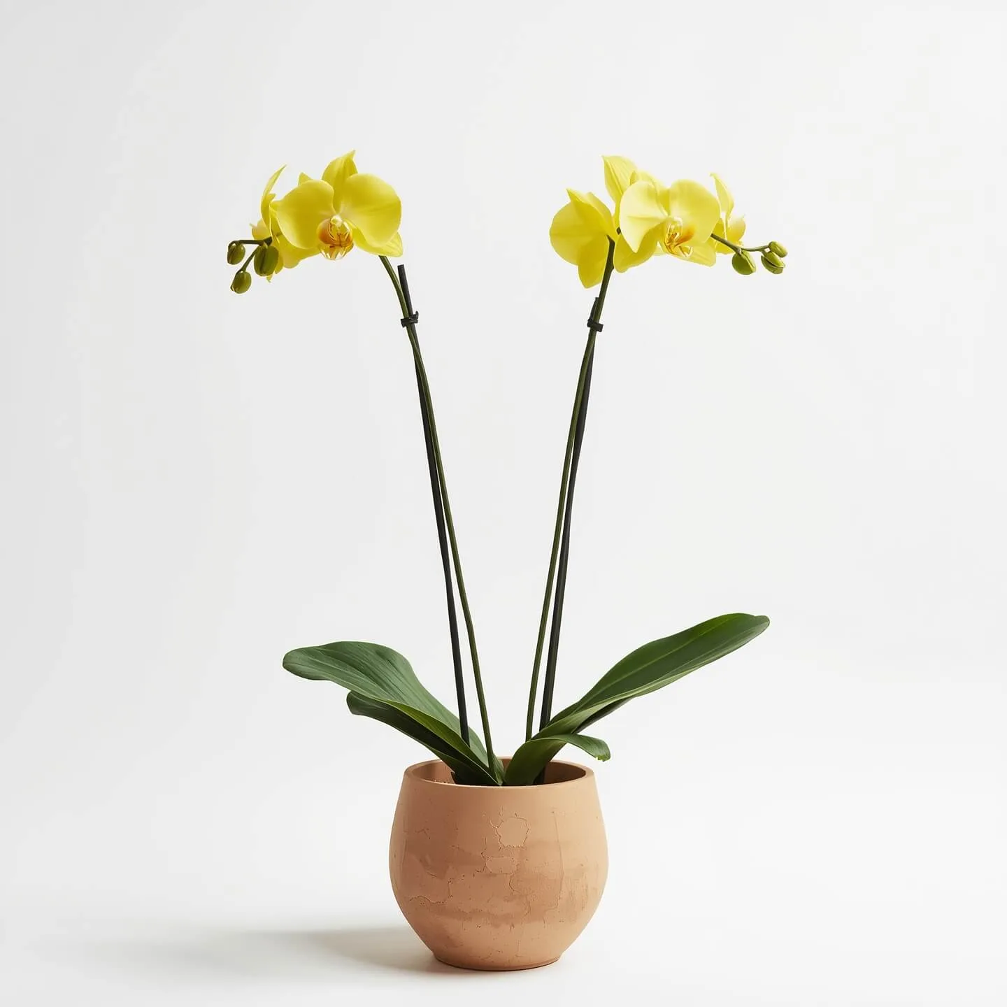 Orquídea Amarilla