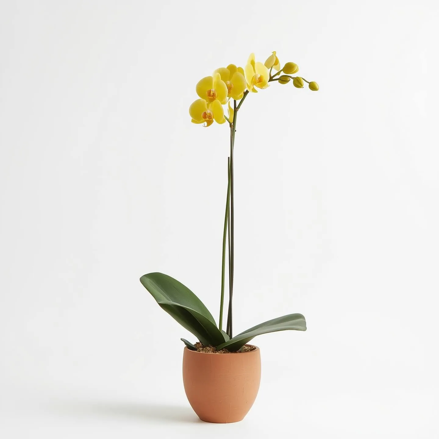 Orquídea Amarilla