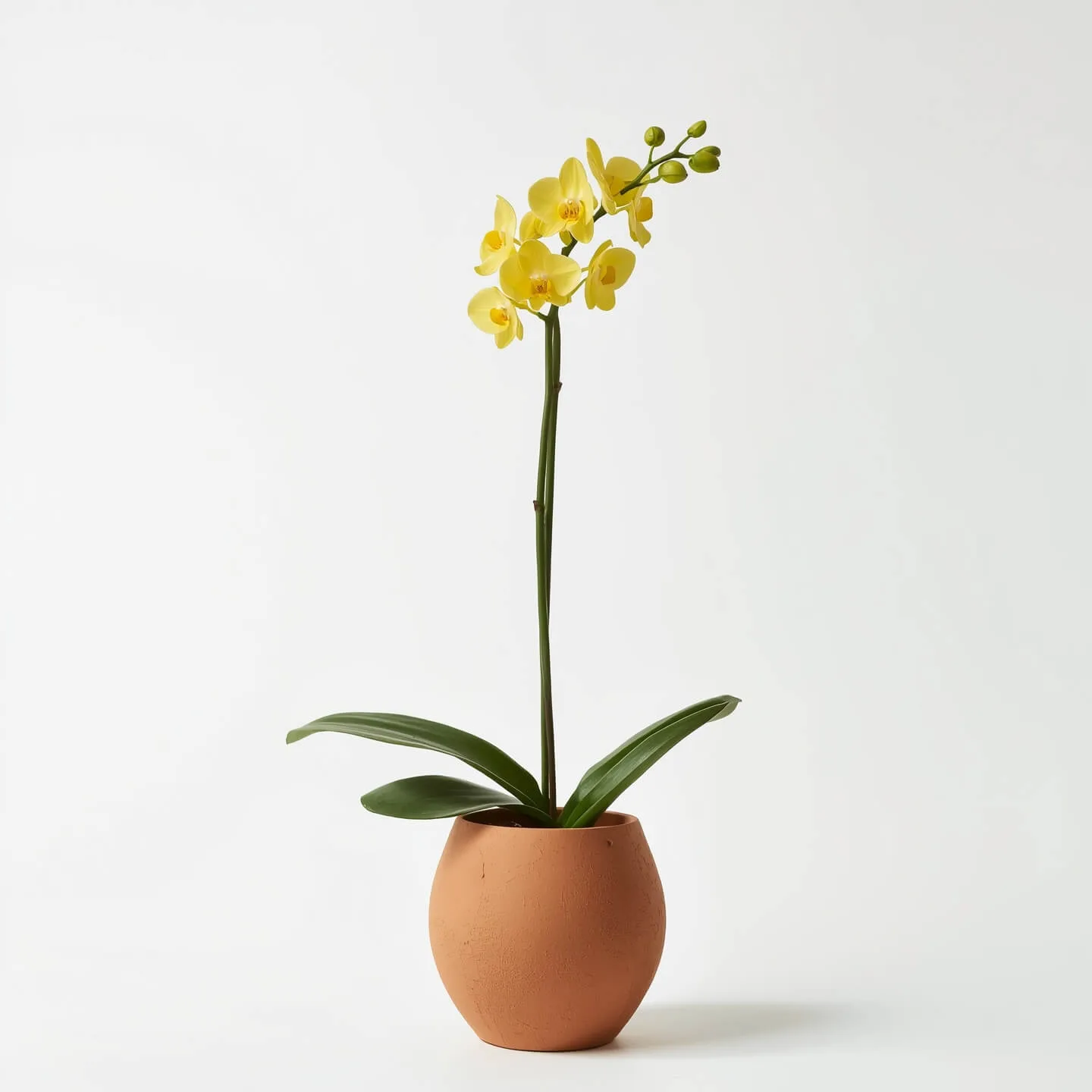 Orquídea Amarilla