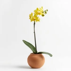 Orquídea Amarilla