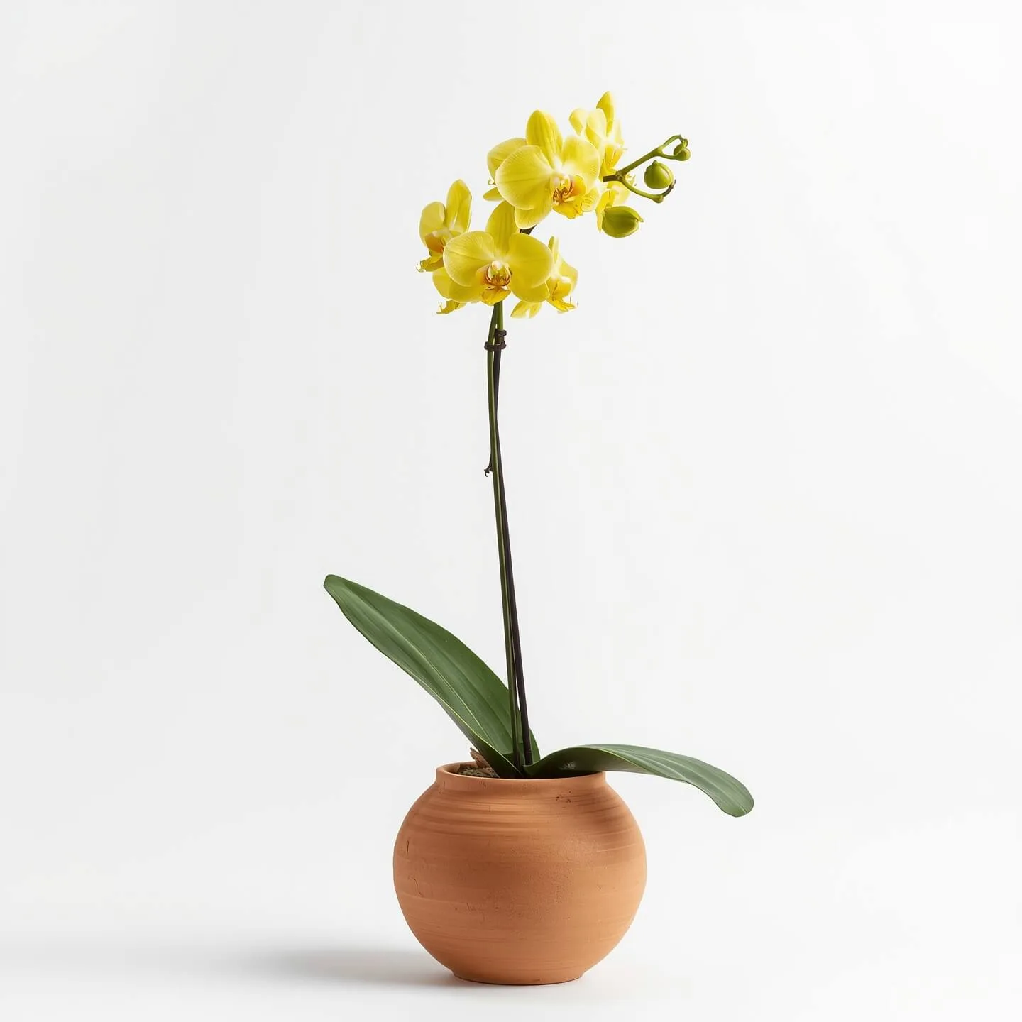 Orquídea Amarilla