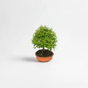 Bonsai Guayacán