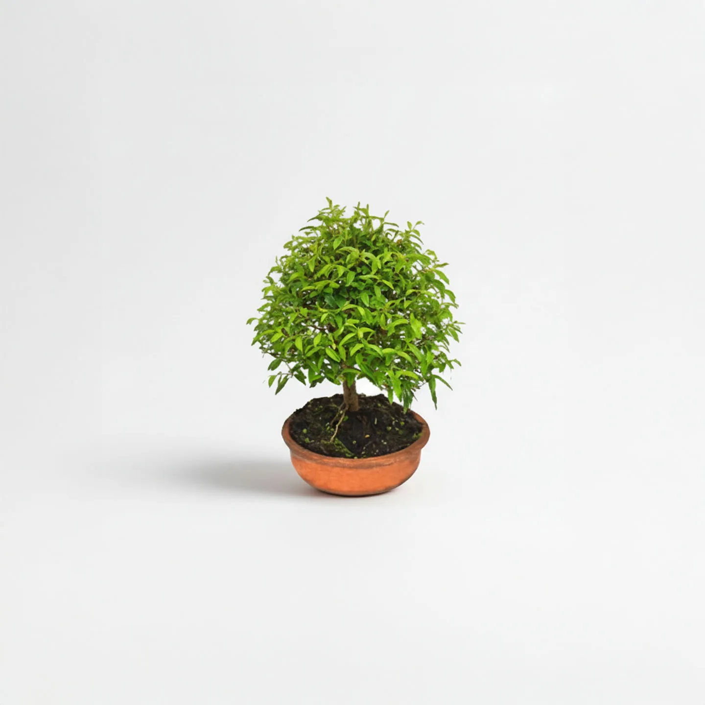 Bonsai Guayacán