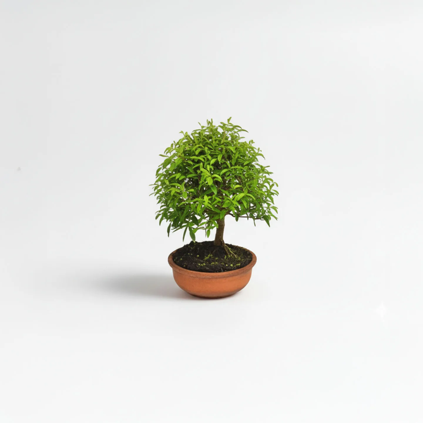 Bonsai Guayacán