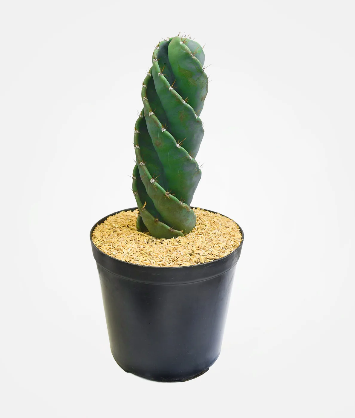 Cactus Tornillo o Cactus Espiral en matera cultivo