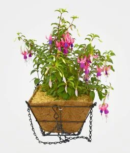 Fucsia en canasta cuadrada metálica colgante