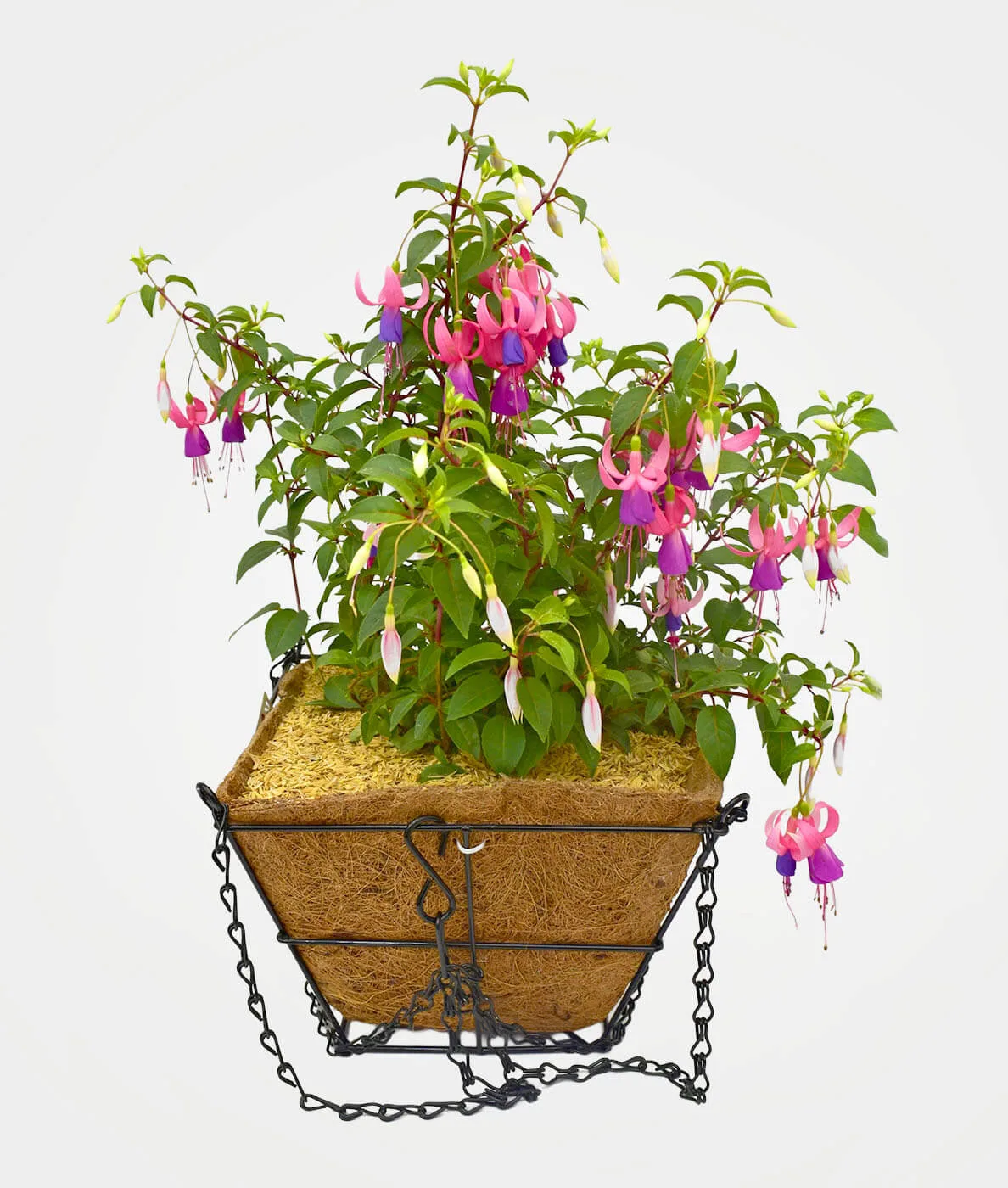 Fucsia en canasta cuadrada metálica colgante