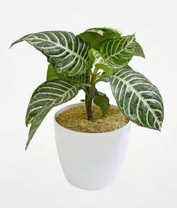 Aphelandra en Matera Bahía 14 cms