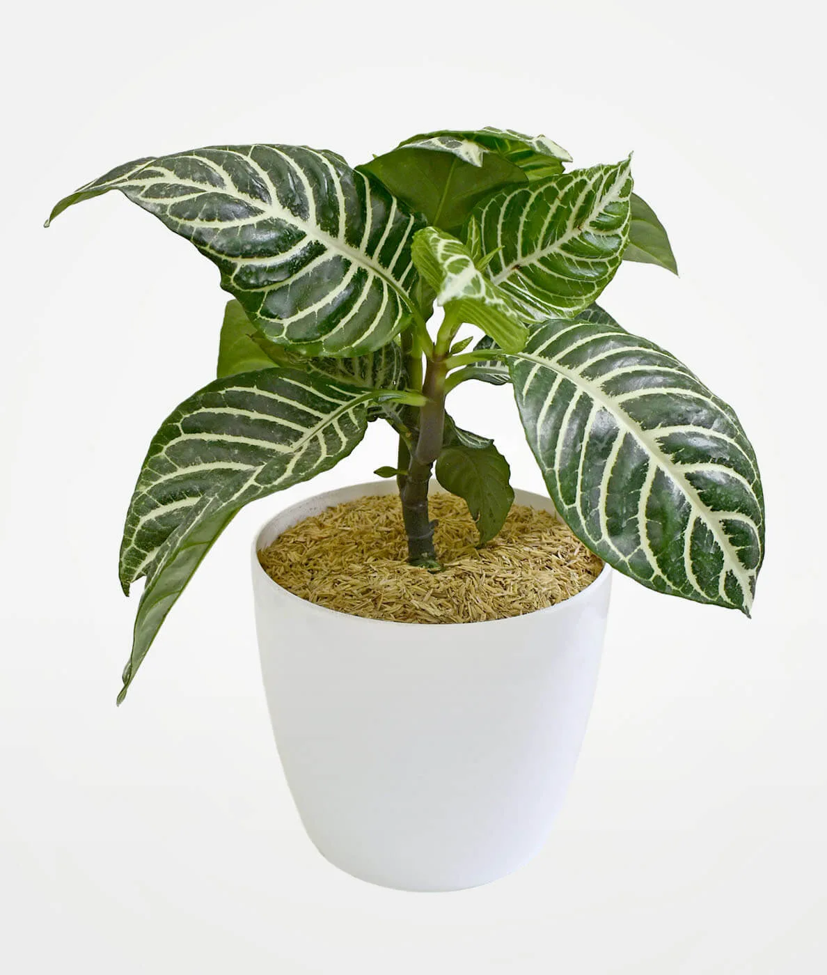 Aphelandra en Matera Bahía 14 cms