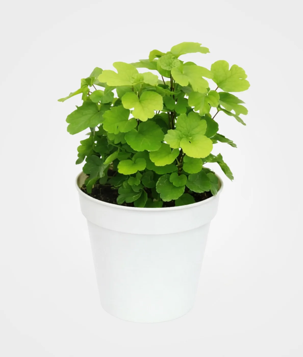 Millonaria: planta de abundancia